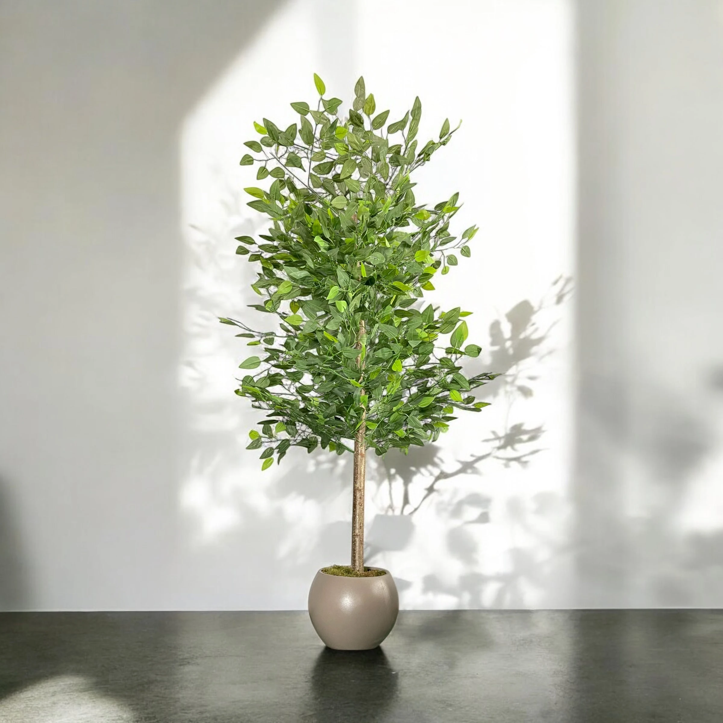 Yapay Benjamin Ağacı 180cm - Sütlü Kahve Saksı