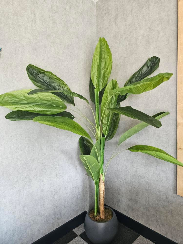 220 cm Yapay Muz Ağacı