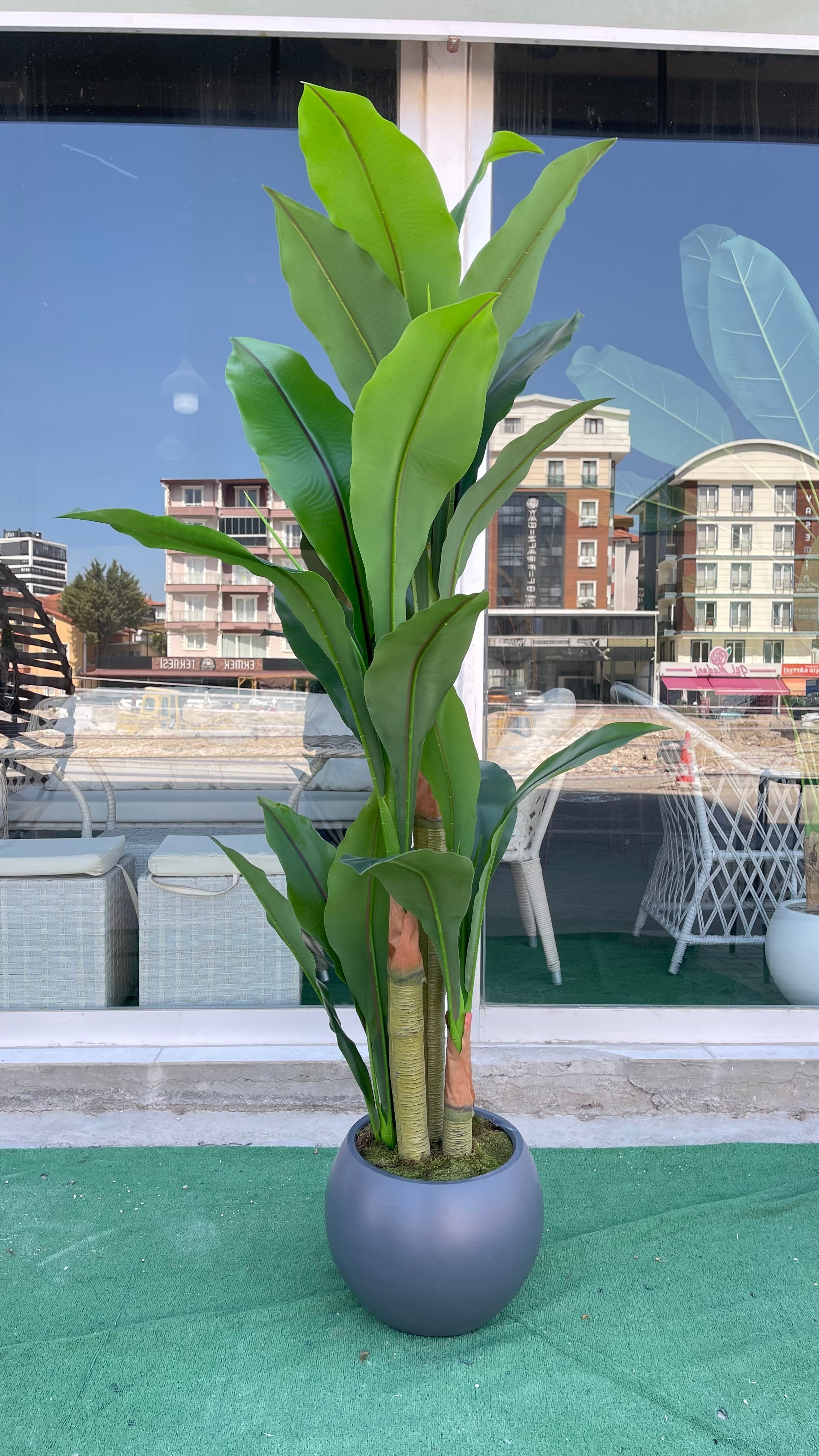 200 cm Starliçe Ağacı