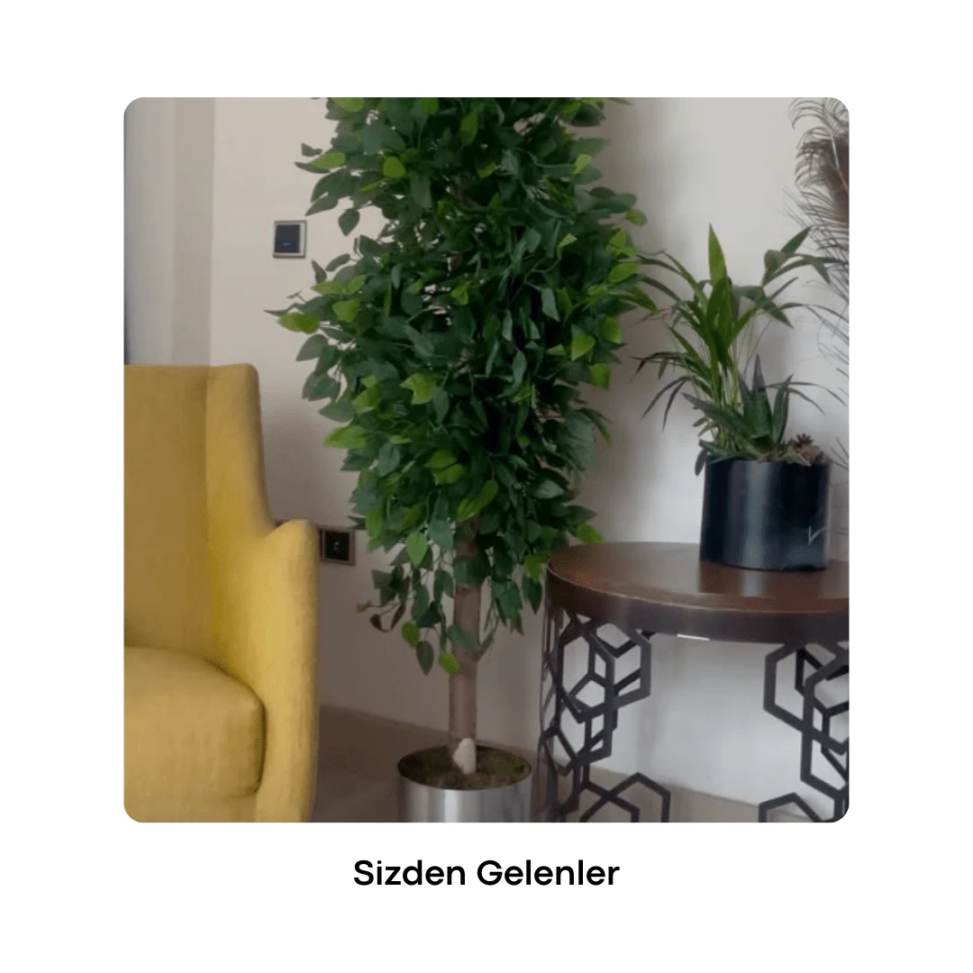 Yapay Benjamin Ağacı 200Cm