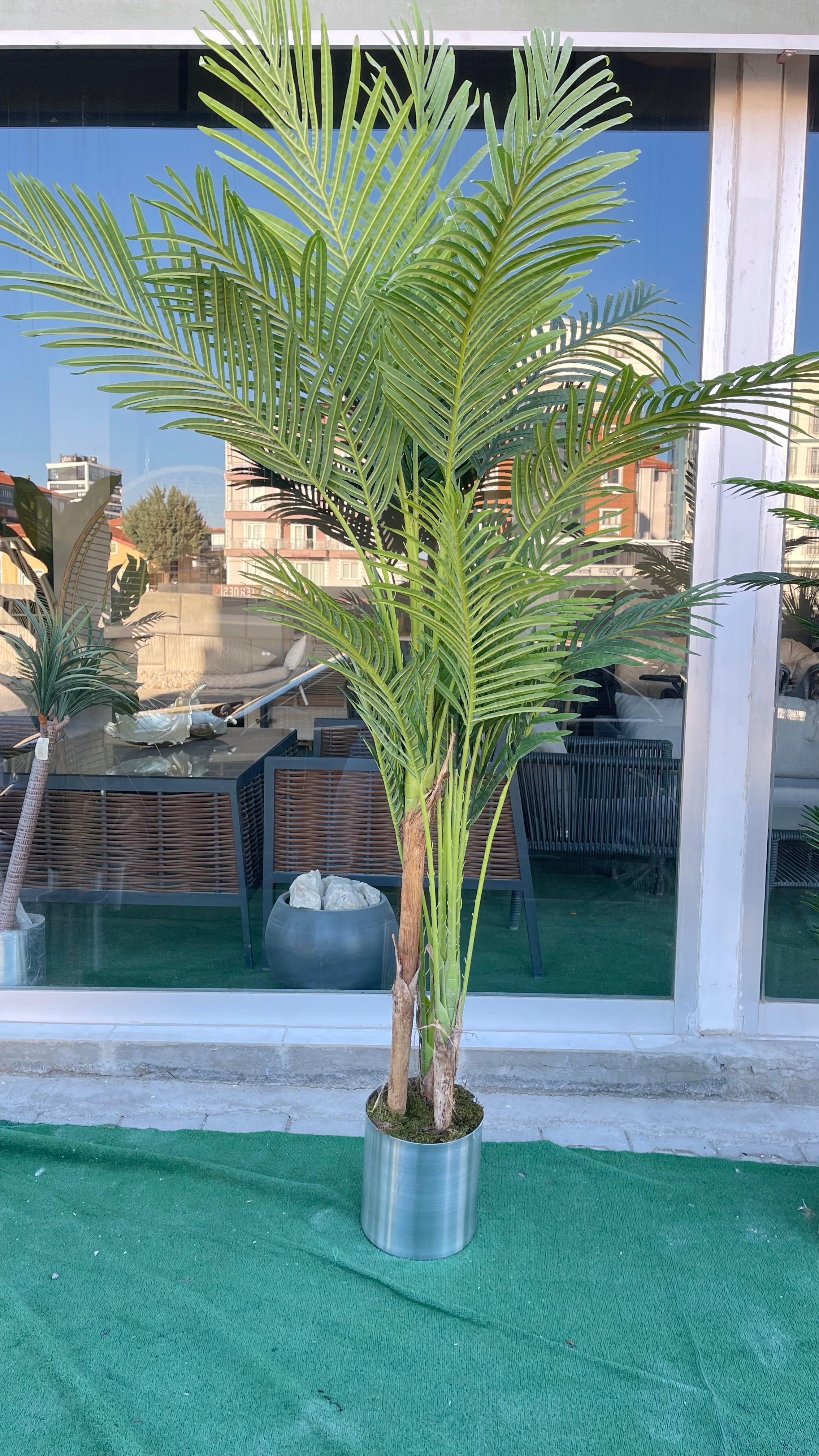 210 cm Areka Palmiyesi 3 Gövdeli