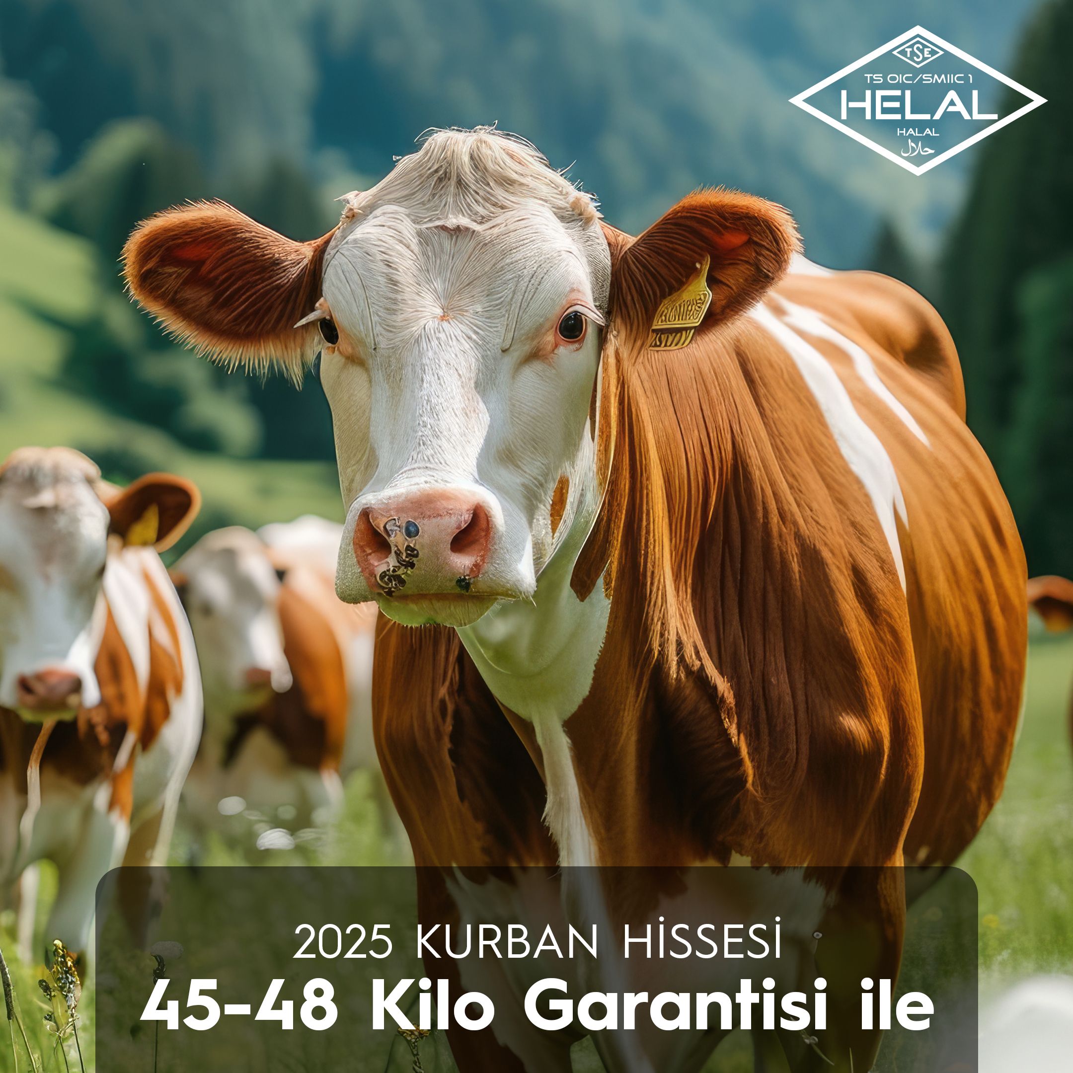 Kurban Hissesi 45-48 Kg