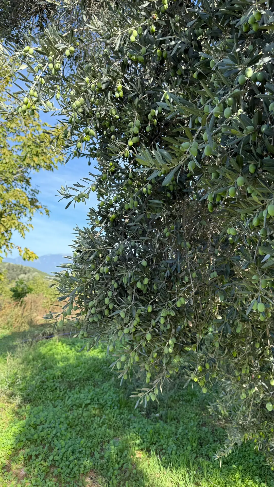 Harmora ve Ormanköy