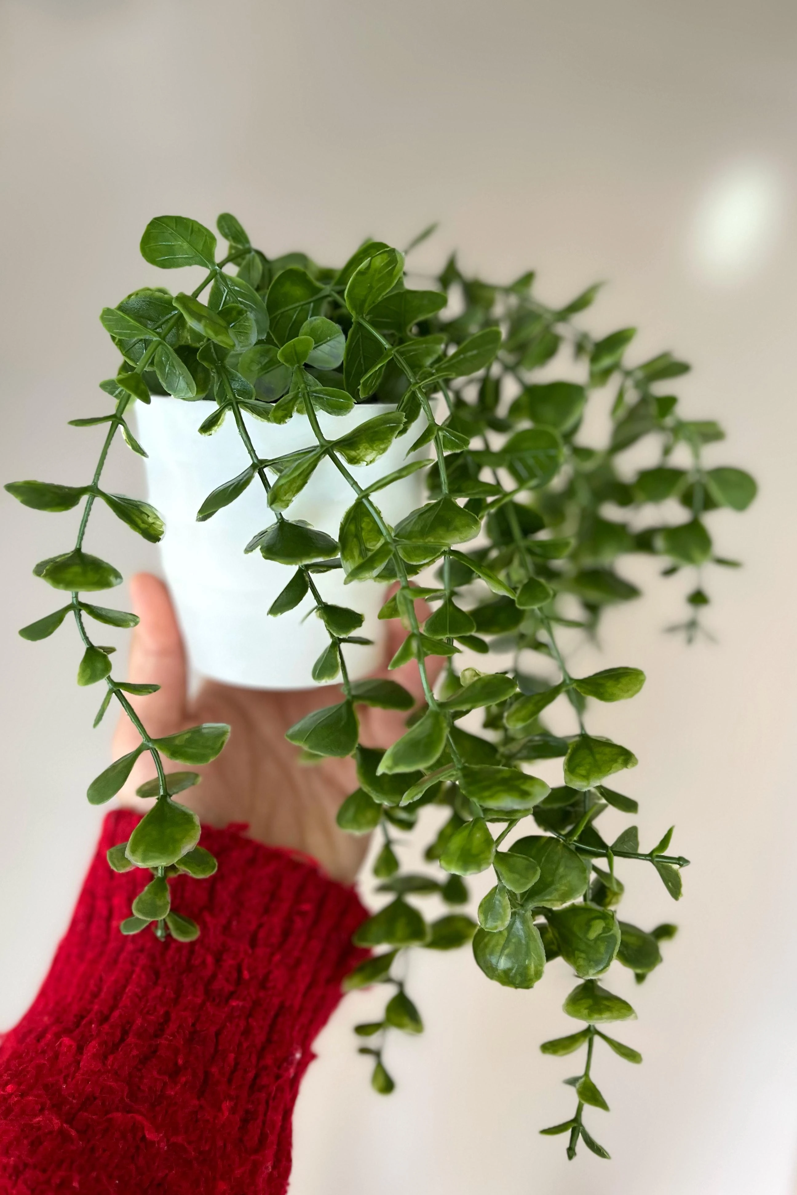 Eva Sarkan Okaliptus Çiçek