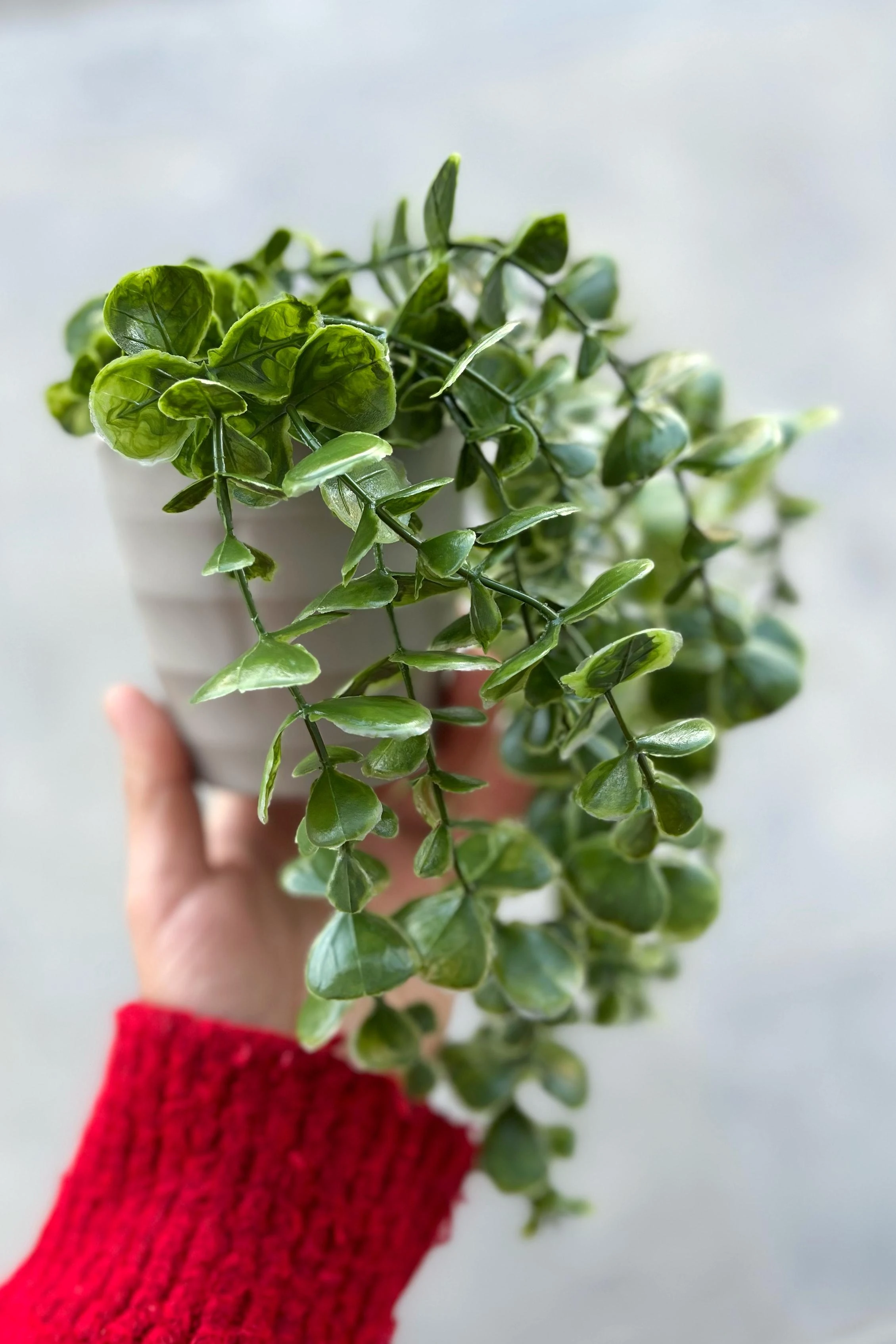 Eva Sarkan Okaliptus Çiçek