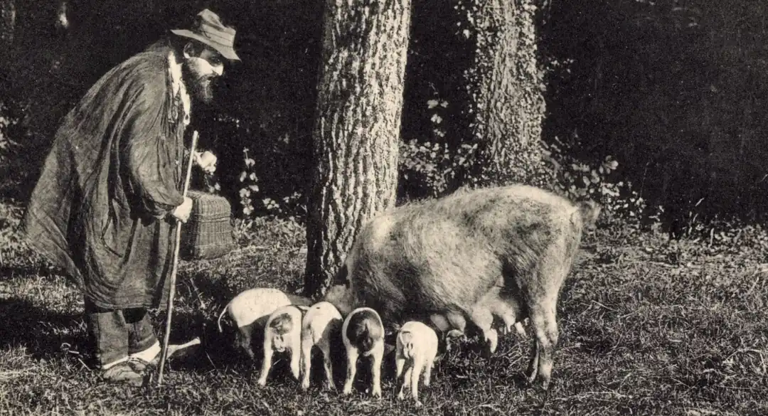 Fransa'nın Périgord bölgesinde geleneksel yöntemlerle trüf mantarı arayan bir çiftçi ve domuzları.