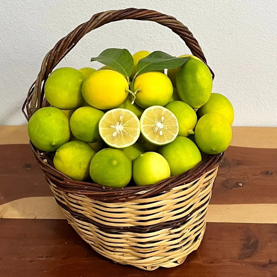 1 kg Mayer Limon
