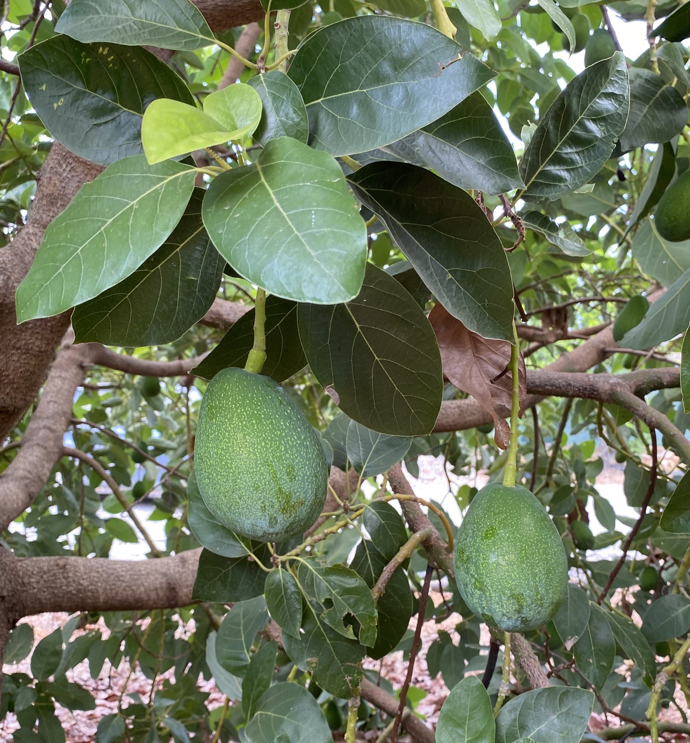 1 adet Avokado (Clifton) 200-250 gr arası