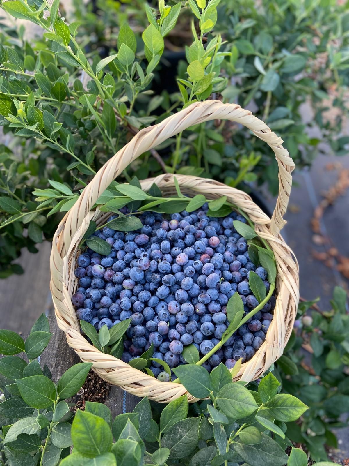 250 gr Yaban Mersini Orta Boy (Yerli)