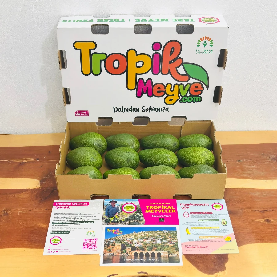 Fuerte Avokado Kutusu