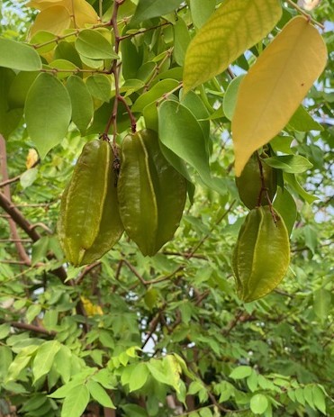 2 adet Yıldız Meyvesi (Karambola)