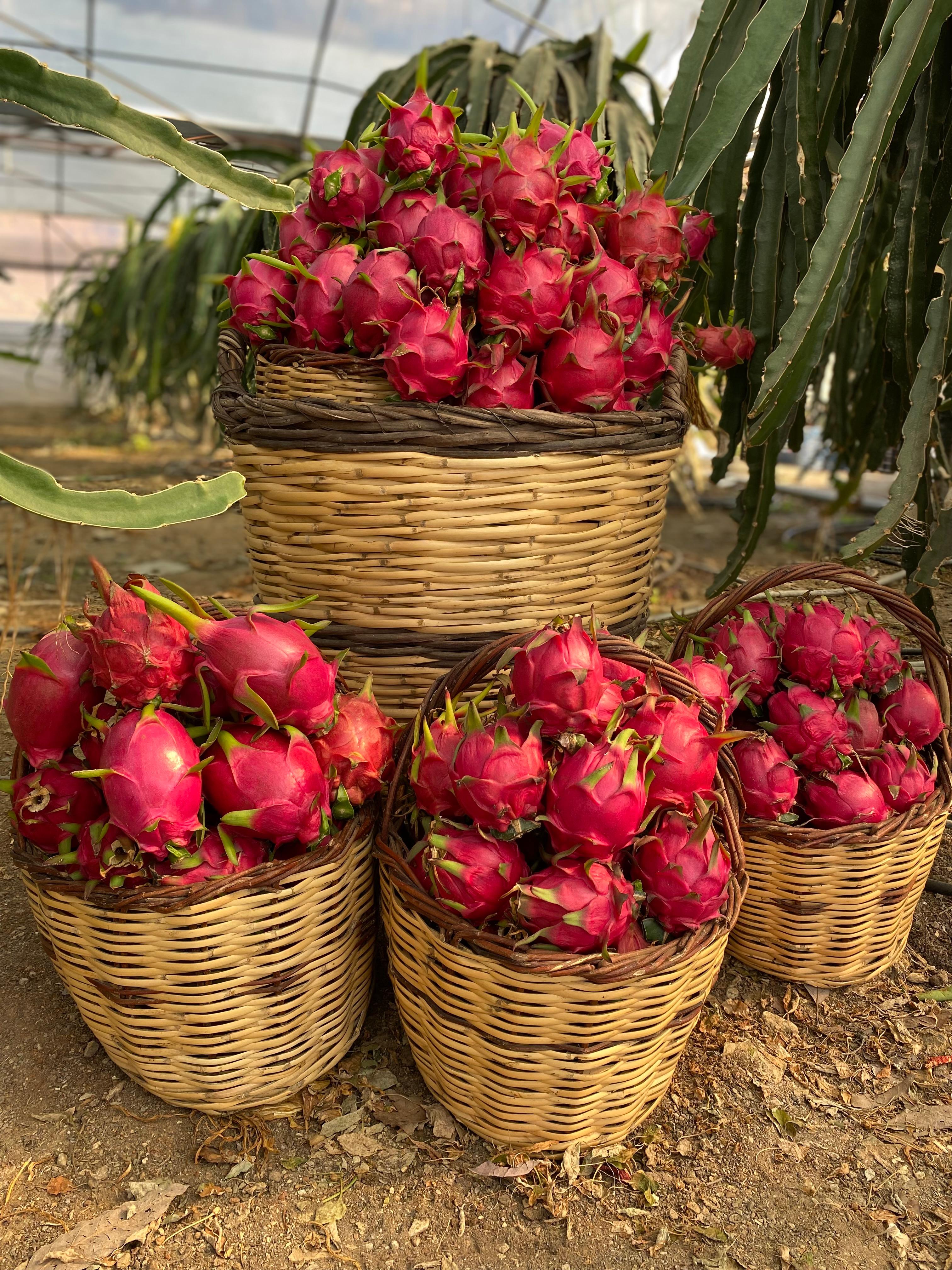 1 kg Kırmızı Ejder Meyvesi (ORTA BOY 200-300 gr arası)