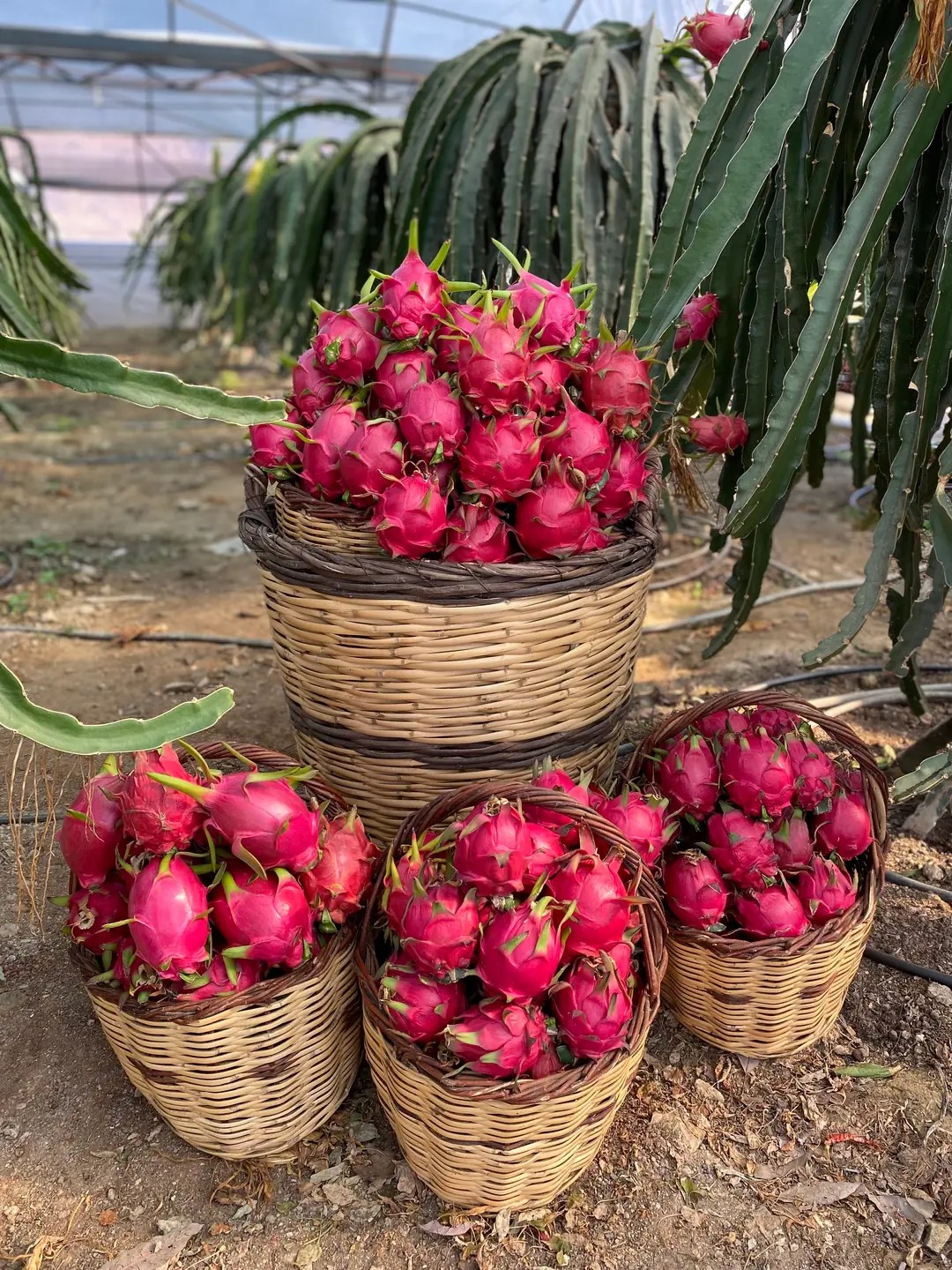 5 kg Kırmızı Ejder Meyvesi (300 gr ve üzeri) görseli.