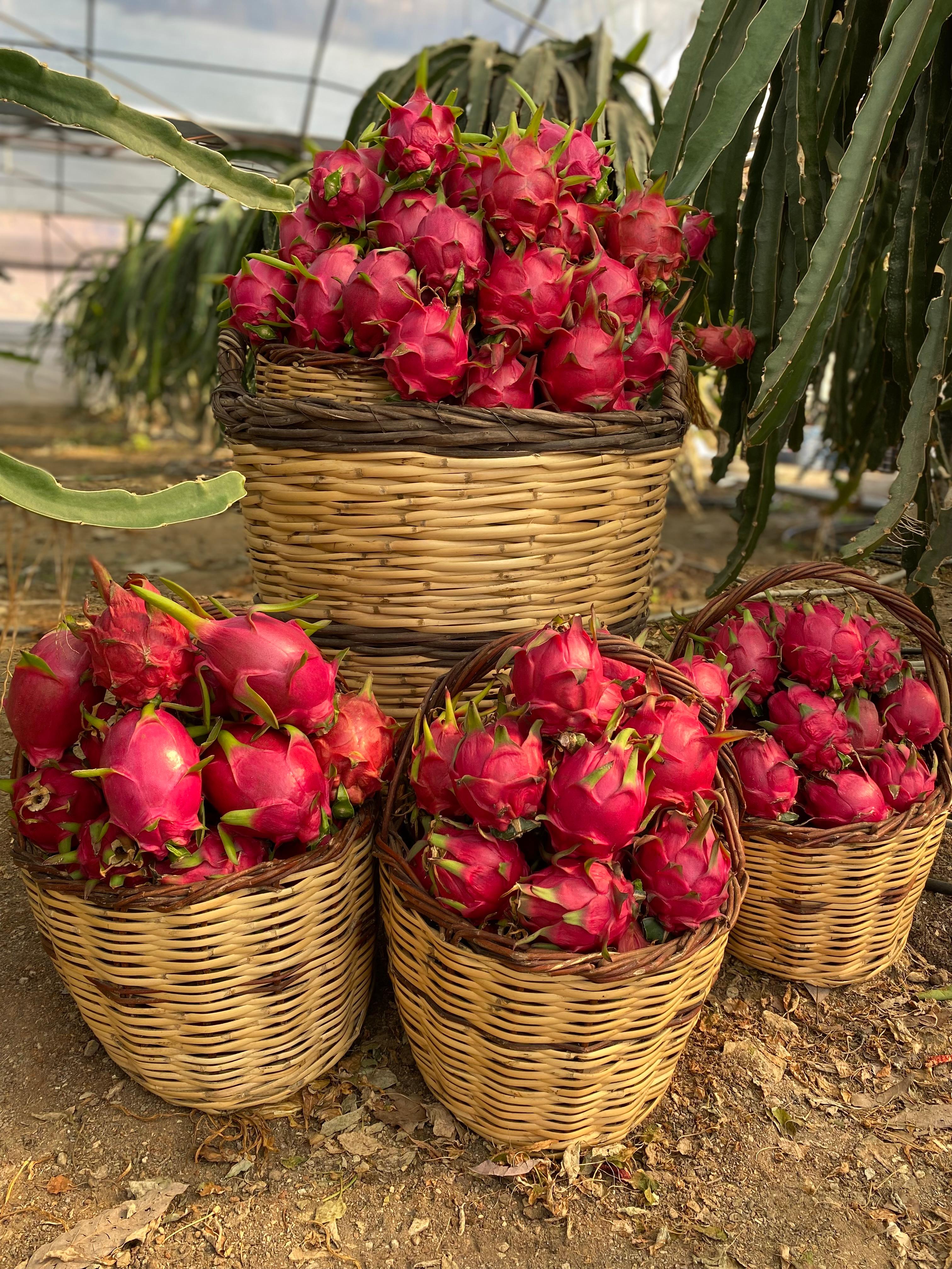1 adet Kırmızı Ejder Meyvesi (250 gr ve üzeri)