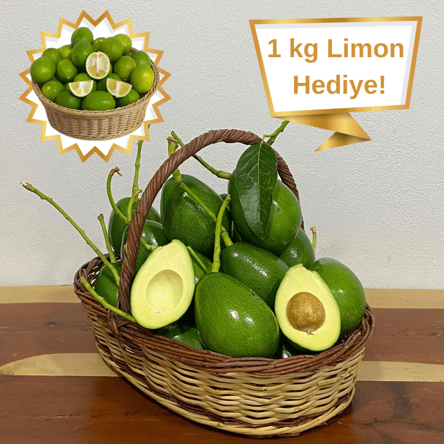 20 adet Avokado (Clifton)