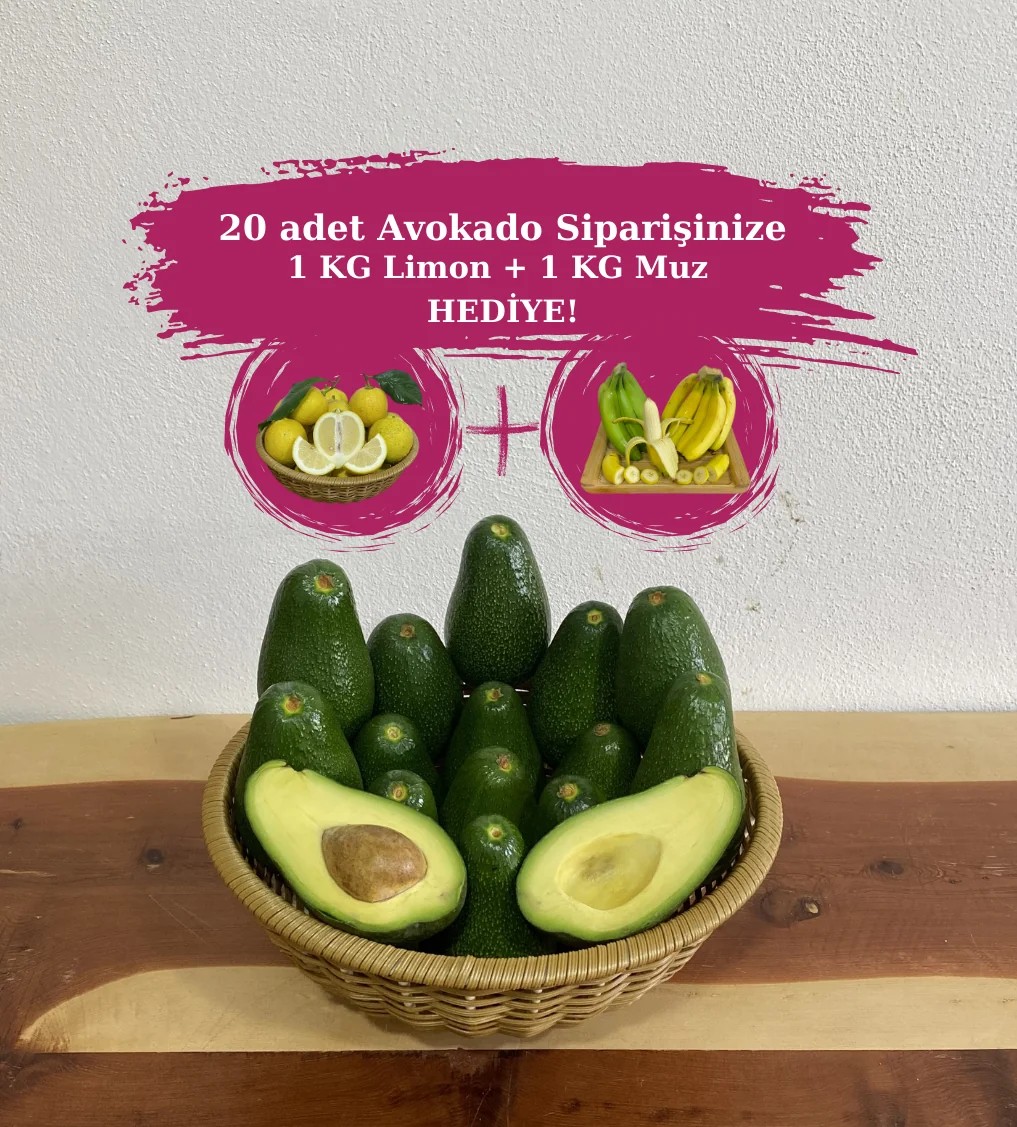 20 adet Avokado (Fuerte) adet 200 gr üzeri