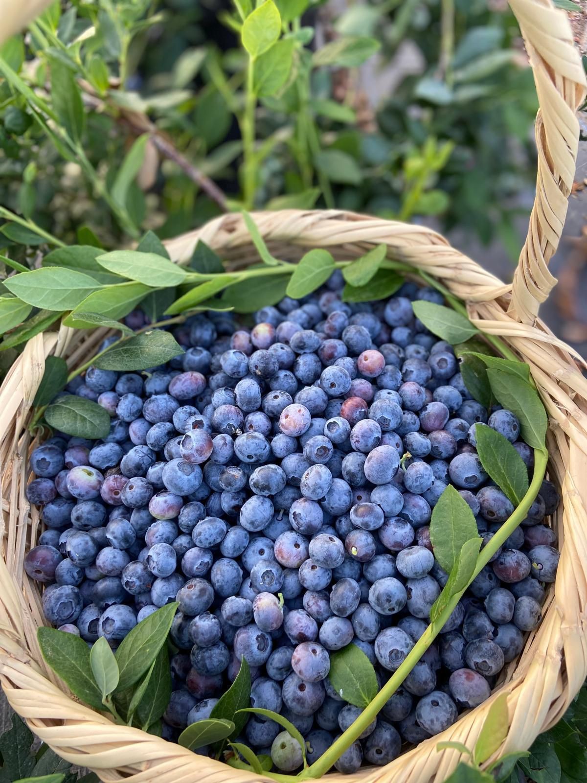 250 gr Yaban Mersini (Yerli)