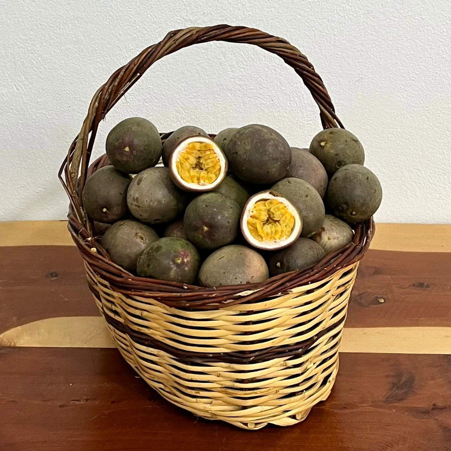 4 adet Çarkıfelek (Passiflora) (Kolombiya)