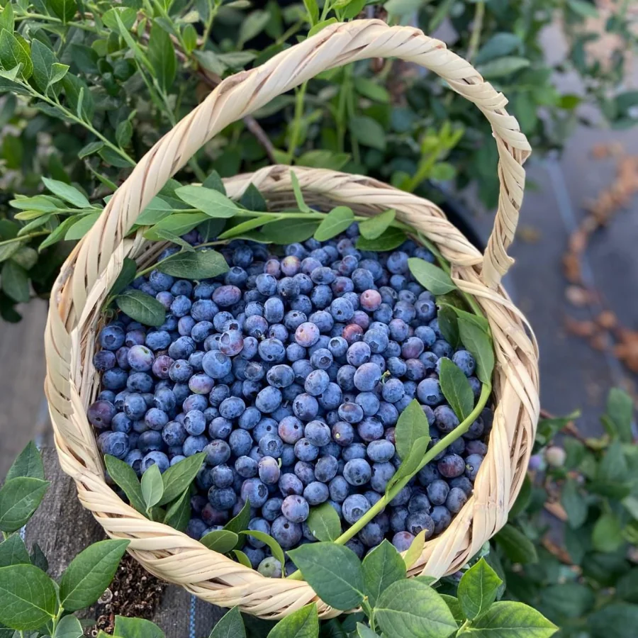 125 gr Yaban Mersini Jumbo Boy (Yerli)