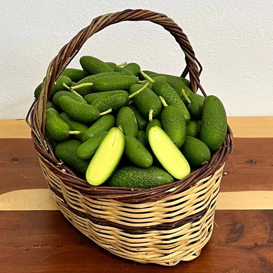 500 gr Bebek Avokado