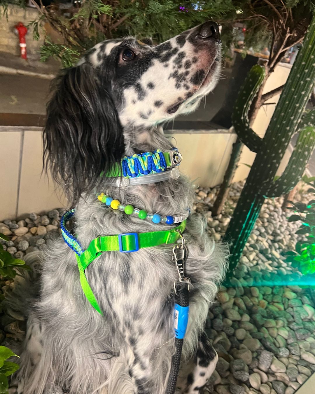 Breeze Önden & Sırttan Çekmeli Göğüs Tasması