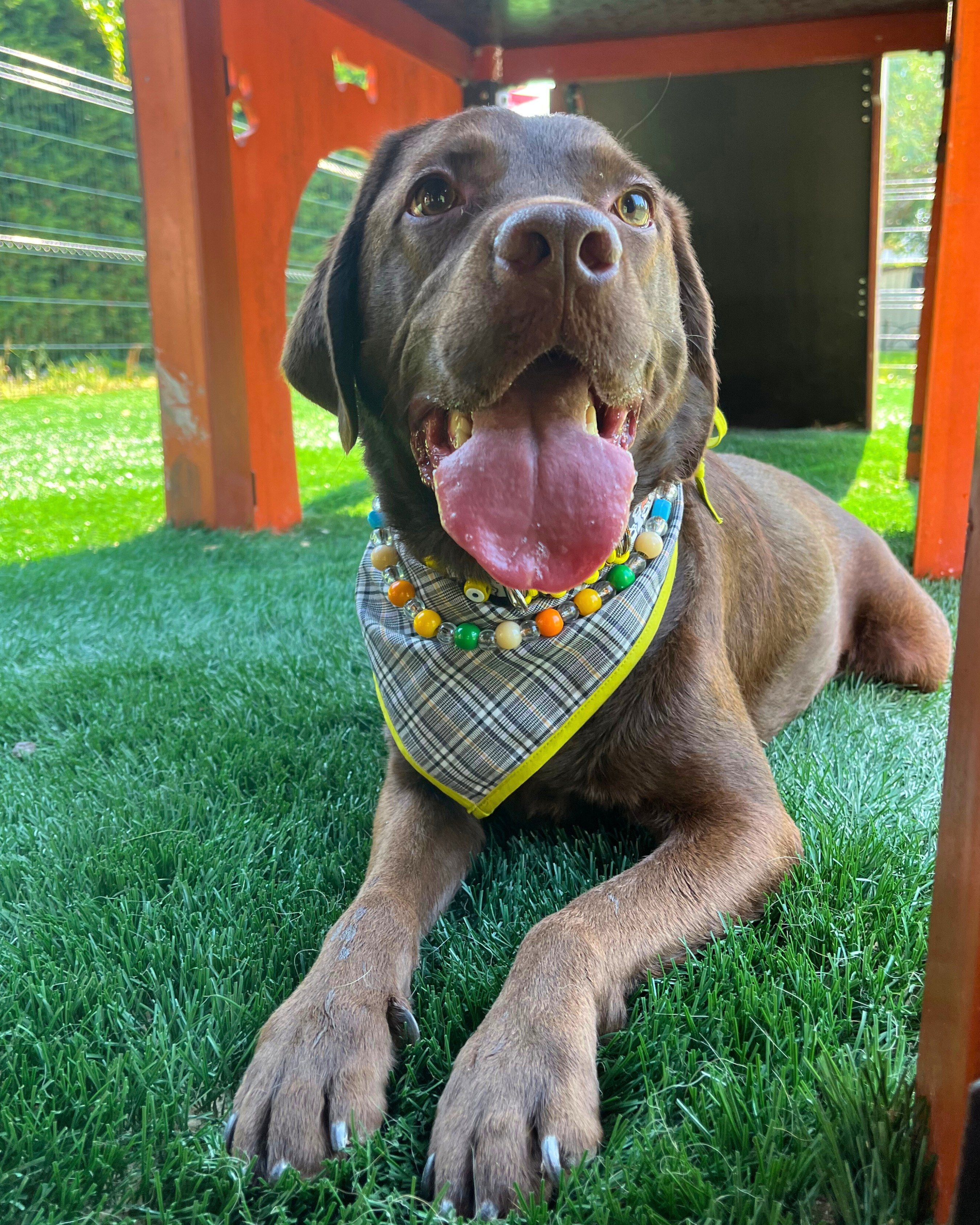 Miel Bandana