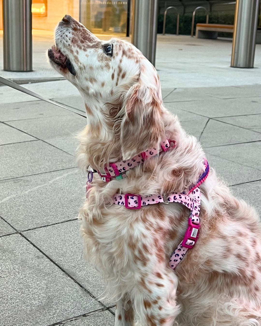 Berry Önden & Sırttan Çekmeli Göğüs Tasması