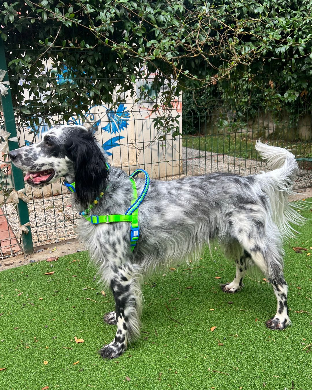 Breeze Önden & Sırttan Çekmeli Göğüs Tasması