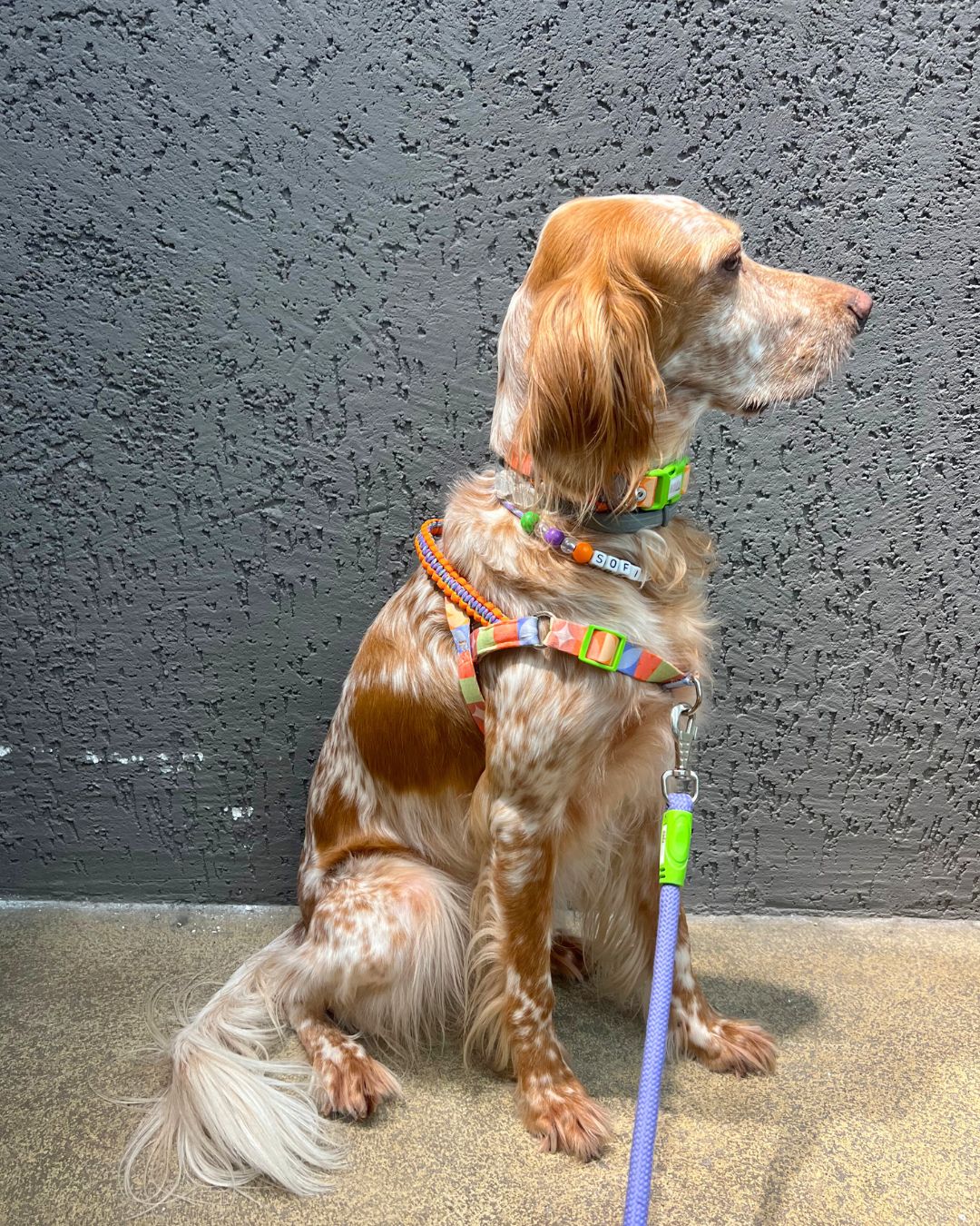 Zesty Önden & Sırttan Çekmeli Göğüs Tasması