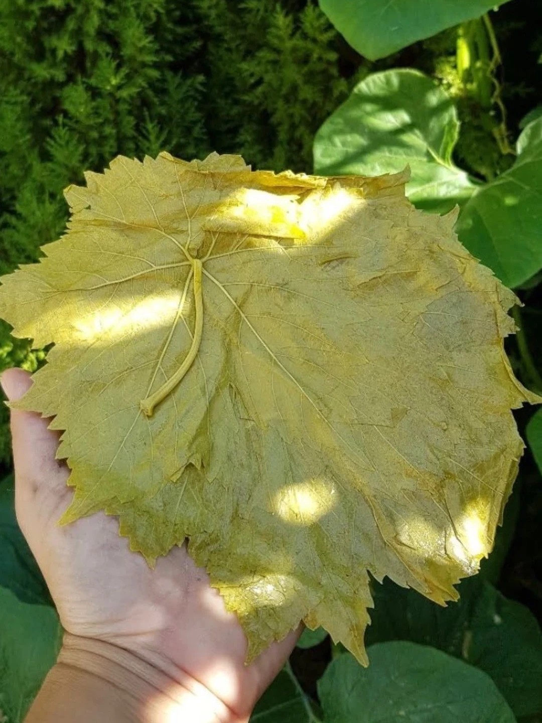 KARGO BEDAVA 2 Adet Salamura Yaprak 5lt