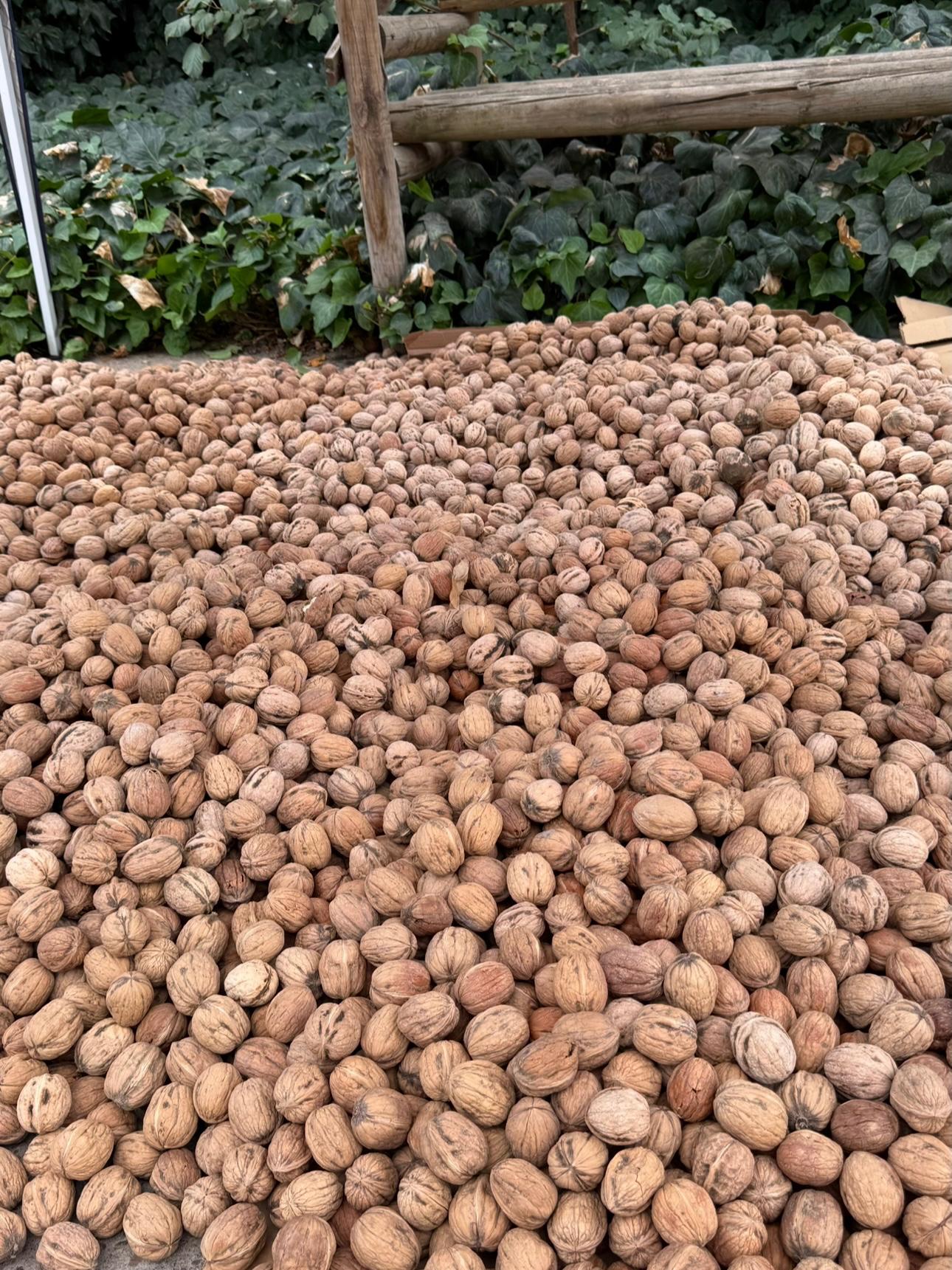 Taze (Yaş) Ceviz 1 kg