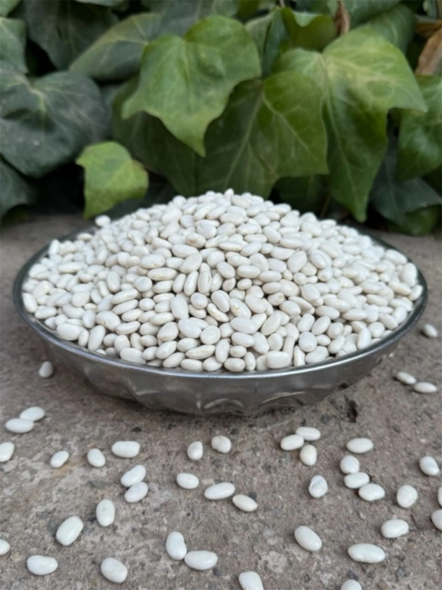 Yerli Tohum Kuru Fasulye 1 kg