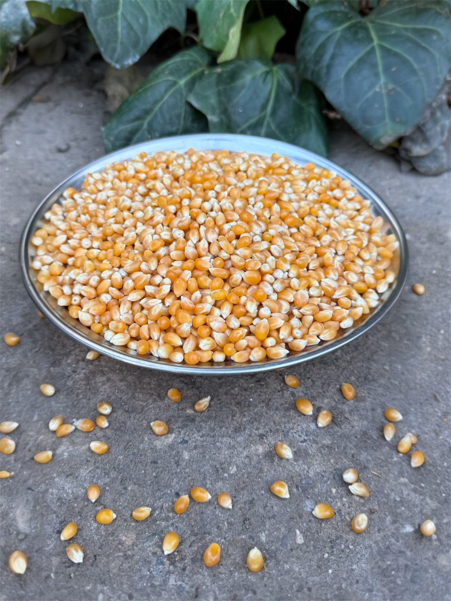 Yerli Tohum Mısır (Patlatmalık) 1 kg