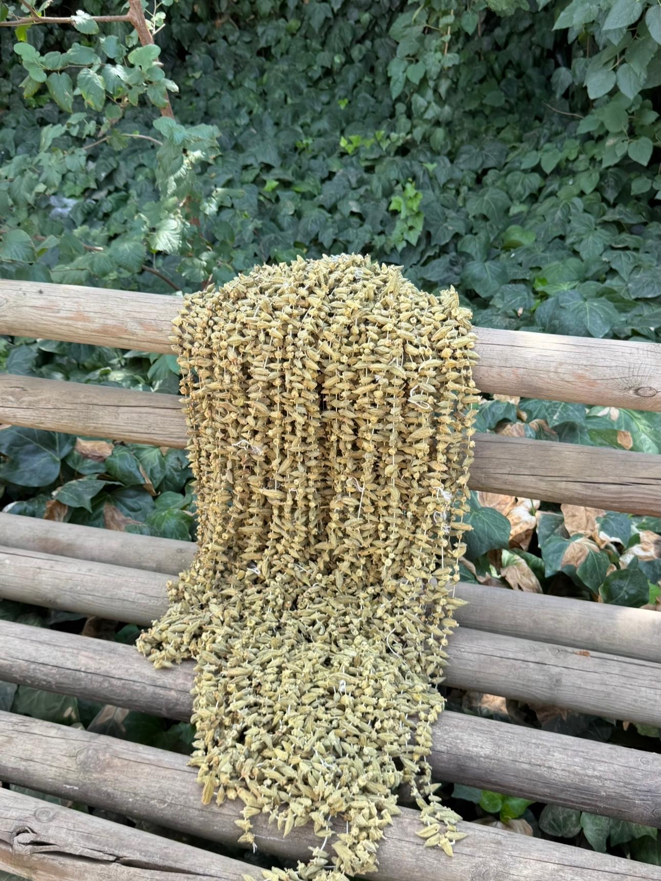 Kuru Bamya 1 dizi