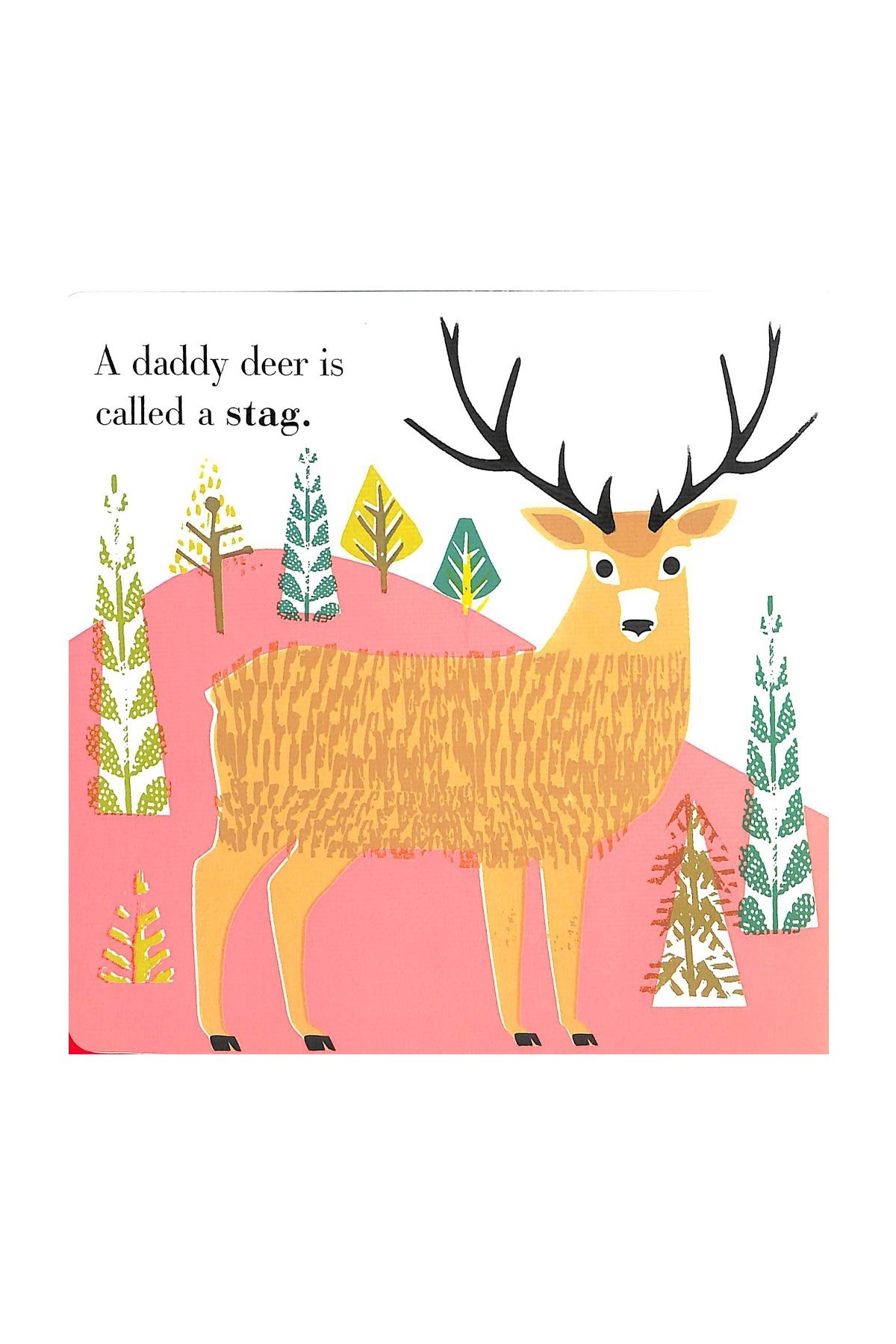 Nosy Crow Animal Families: Forest