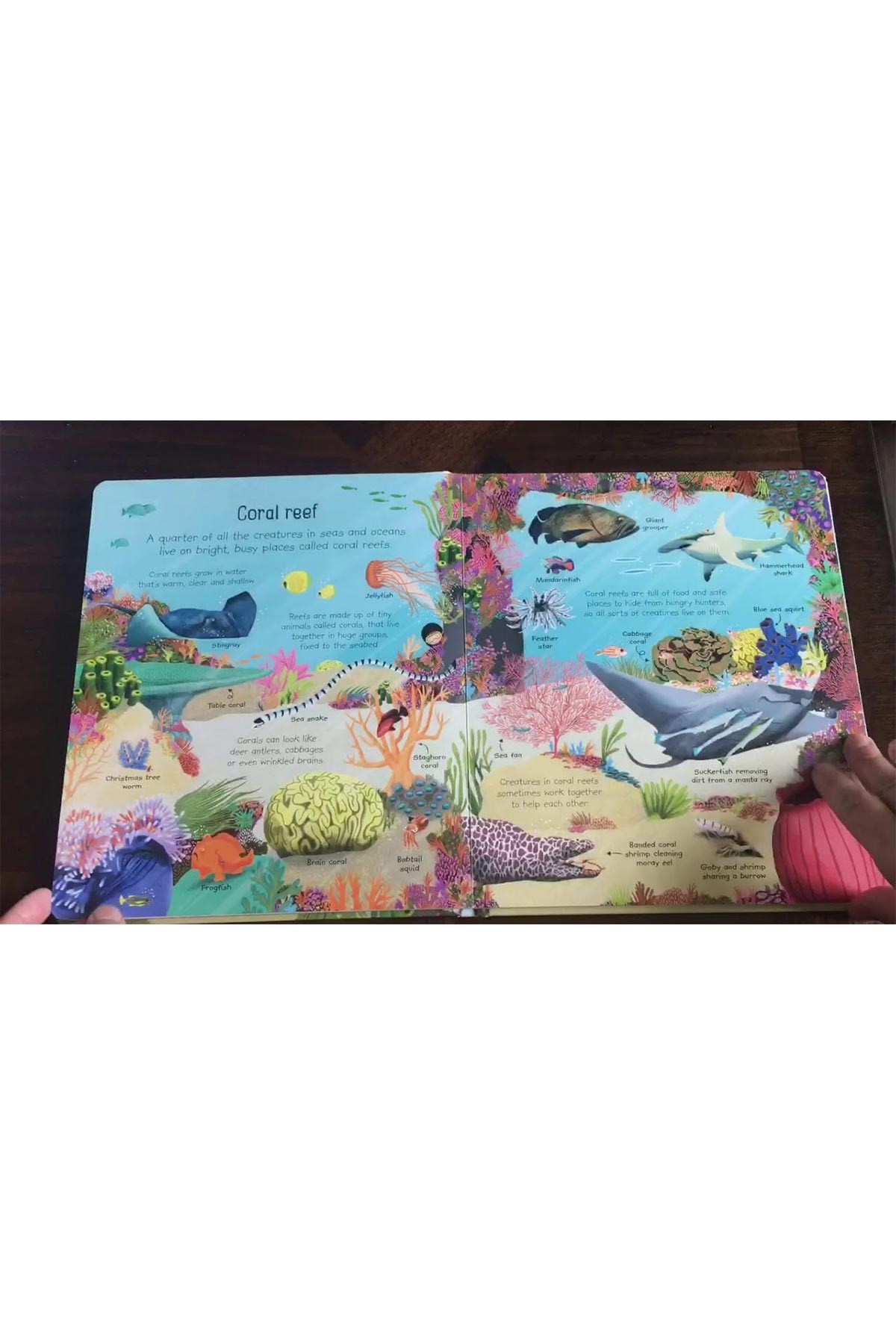The Usborne My First Seas And Oceans Book
