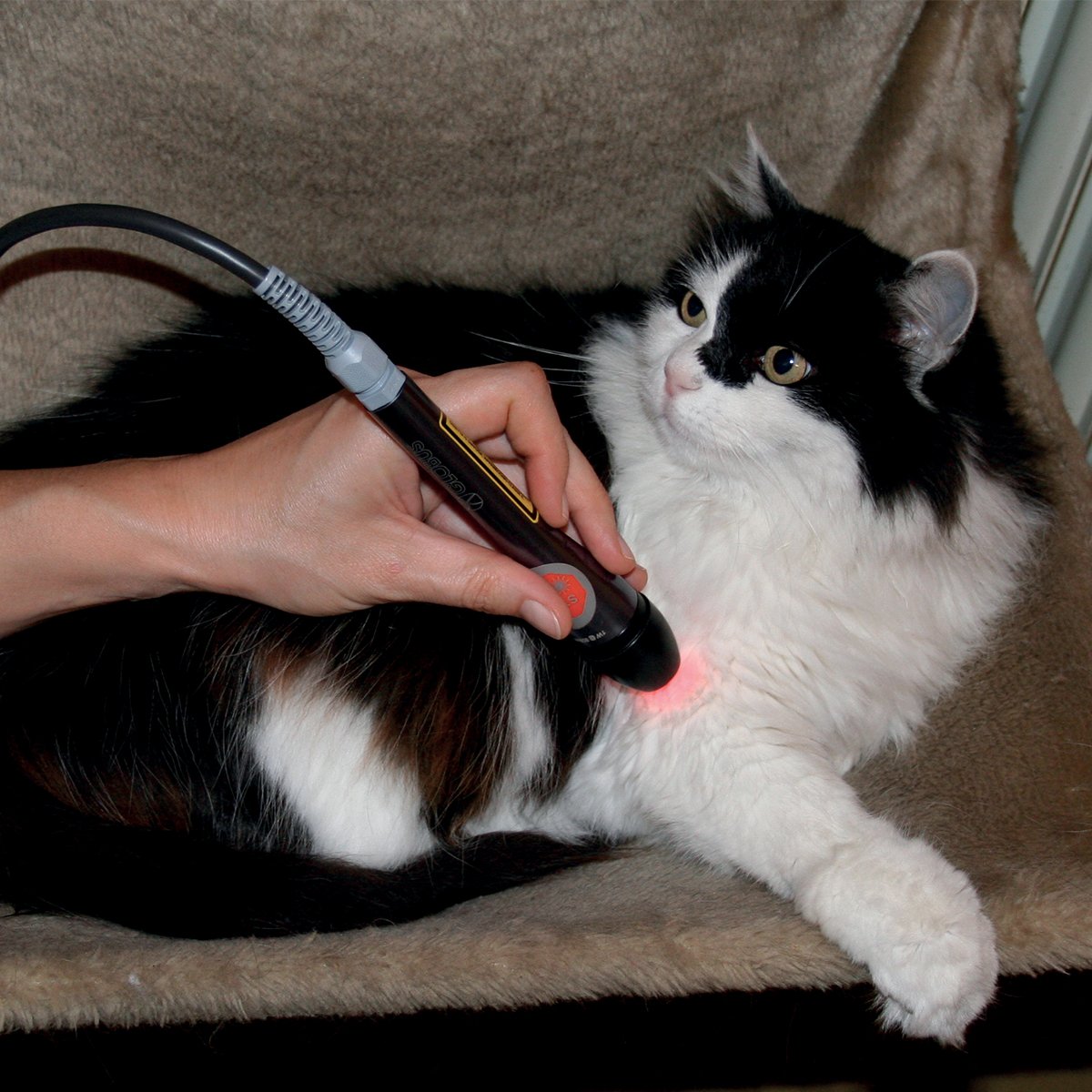 LaserVet 3.0: Veteriner Lazer Terapisi Cihazı