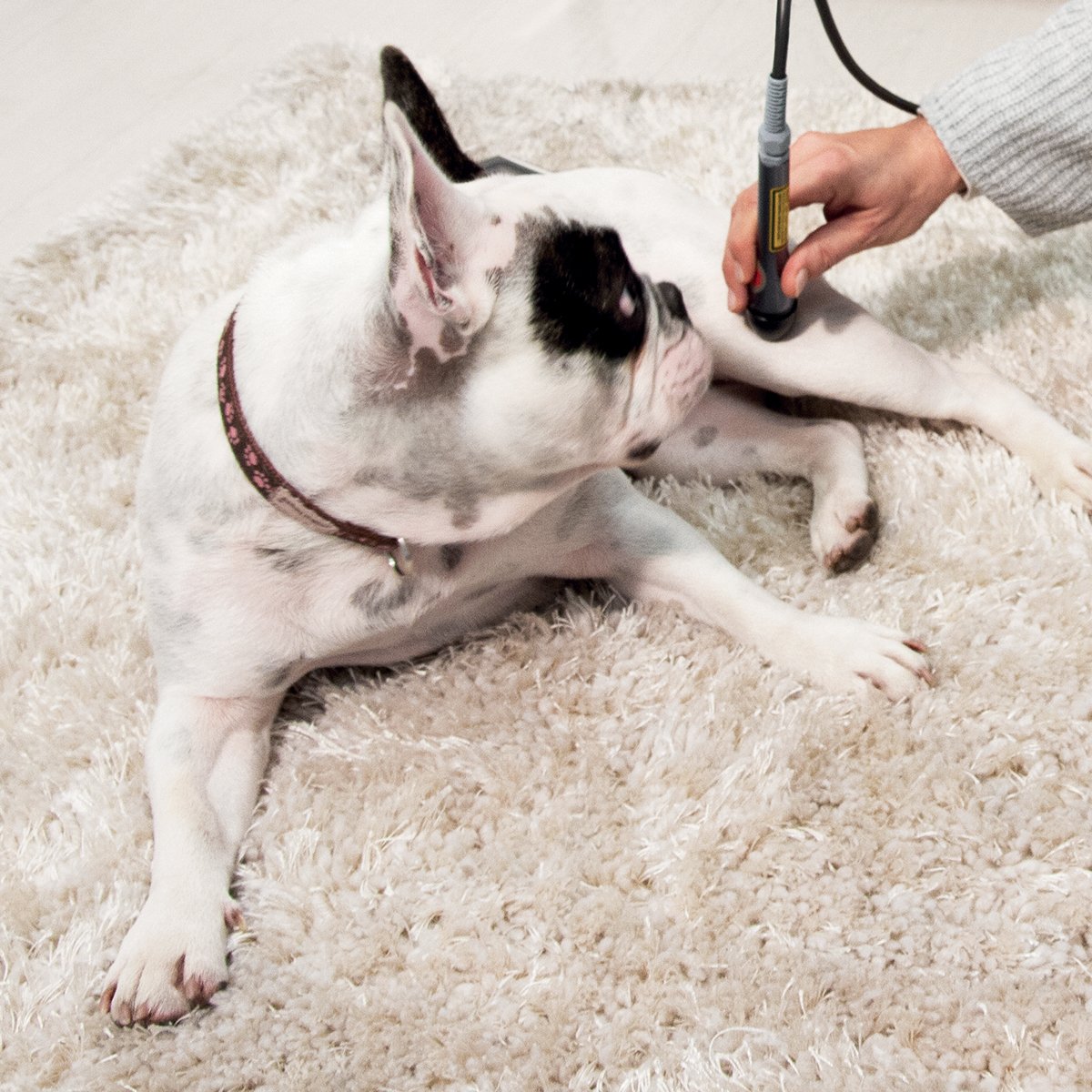 LaserVet 3.0: Veteriner Lazer Terapisi Cihazı