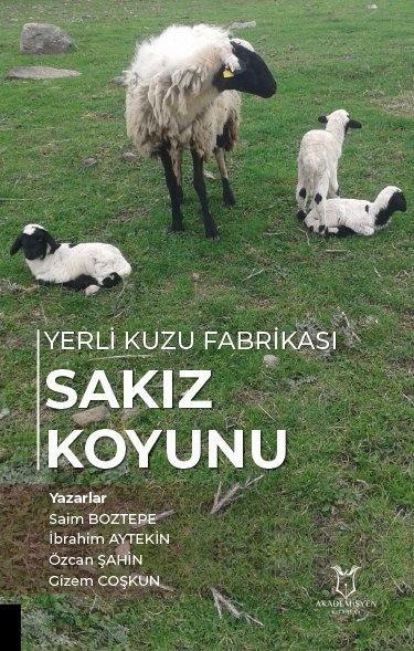 Yerli Kuzu Fabrikası Sakız Koyunu