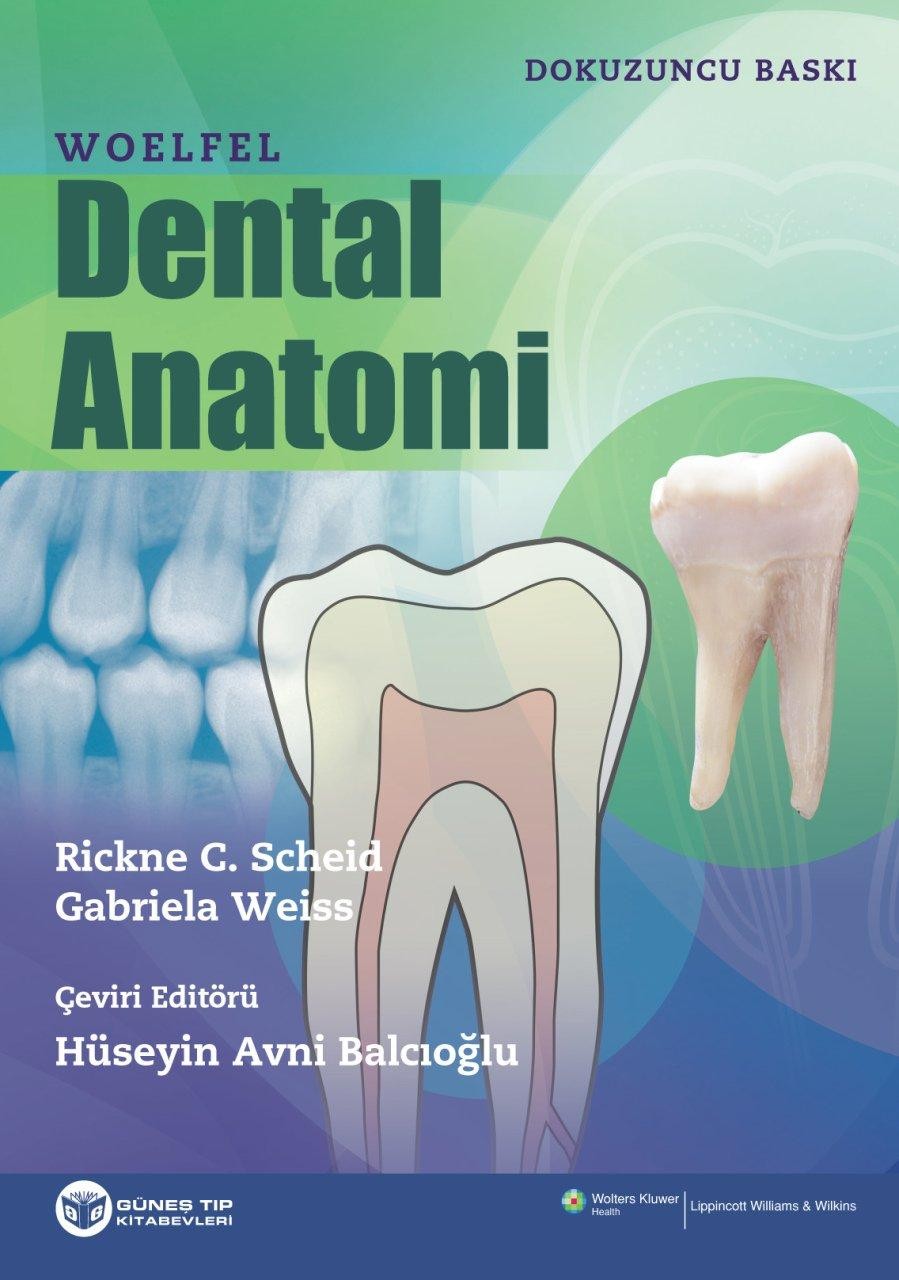 Woelfel Dental Anatomi