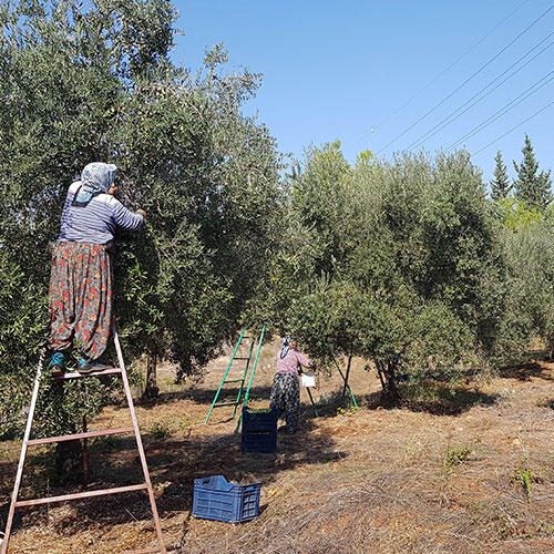 BERTA Naturel Birinci Zeytinyağı - 1 LT