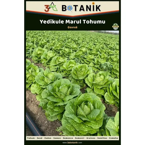 Yedikule Marul Tohumu- Yerli ve Sürdürülebilir Tohum- 5 Gram Marul Tohumu