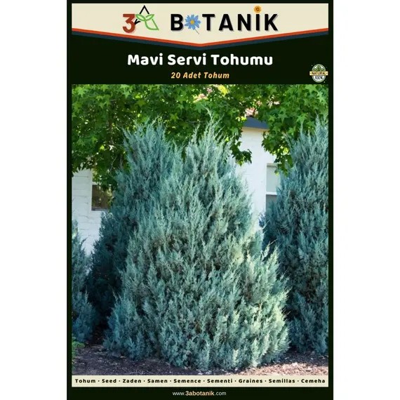 Mavi Servi Tohumu- 20 Adet Tohum- Cupressus Arizonica