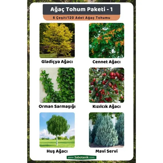 Ağaç Tohum Paketi-1- (Gladiçya- Cennet- Orman Sarmaşığı- Kızılcık- Huş- Mavi Servi) Ağa?