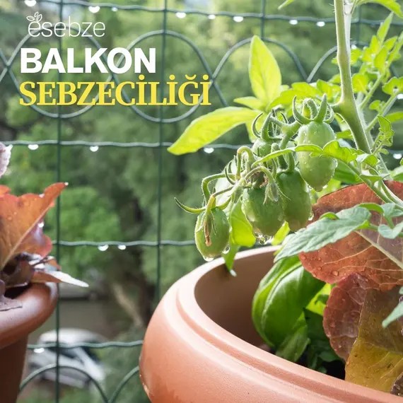 Balkonda Sebze Yetiştiriciliği Eğitimi – Şehirde Doğal Üretim Rehberi