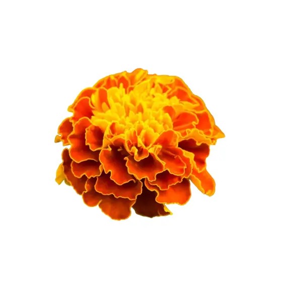 Kadife Çiçeği Tohumu- 50 Adet Tohum- Tagetes Patula