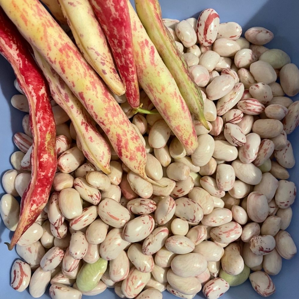 Taze Barbunya - 1 KG