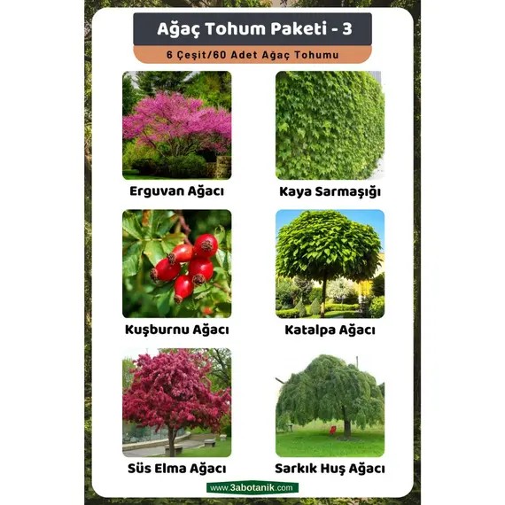Ağaç Tohum Paketi-3 (Erguvan- Kaya Sarmaşığı- Kuşburnu- Katalpa- Süs Elma- Sarkık Huş) Ağ