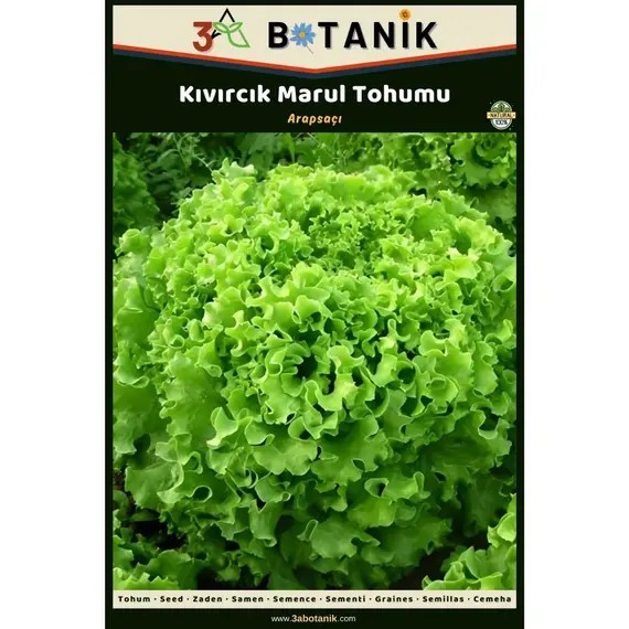 Kıvırcık Arapsaçı Marul Tohumu- Yerli ve Sürdürülebilir Tohum- 5 Gram Kıvırcık Tohumu