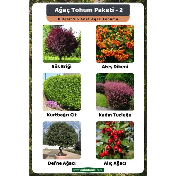 Ağaç Tohum Paketi-2- (Süs Eriği- Ateş Dikeni- Kurtbağrı- Kadın Tuzluğu- Defne- Alıç) Ağa